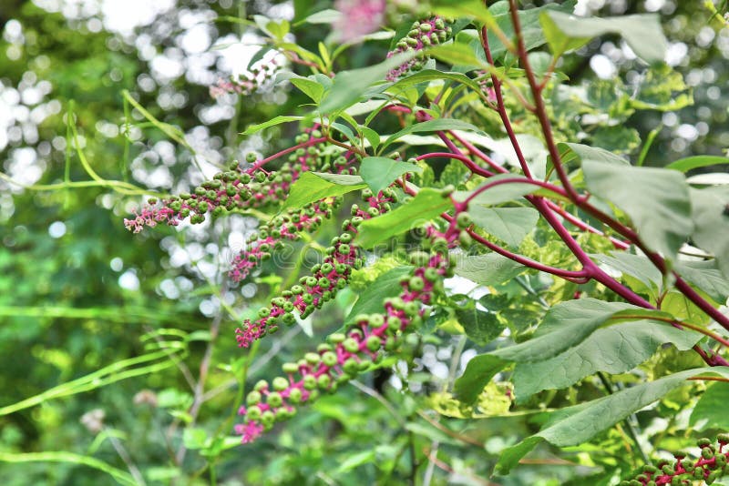 Branches américaines de Sallet de poussée de Pokeweed aka photos libres de droits Branches américaines de Sallet de poussée de Pokeweed aka photos libres de droits