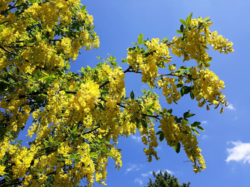 Branches avec les fleurs jaunes de la pluie à chaînes d'arbre d'Anagyroides de cytise ou d'or d'or contre le ciel bleu photos stock Branches avec les fleurs jaunes de la pluie à chaînes d'arbre d'Anagyroides de cytise ou d'or d'or contre le ciel bleu photos stock