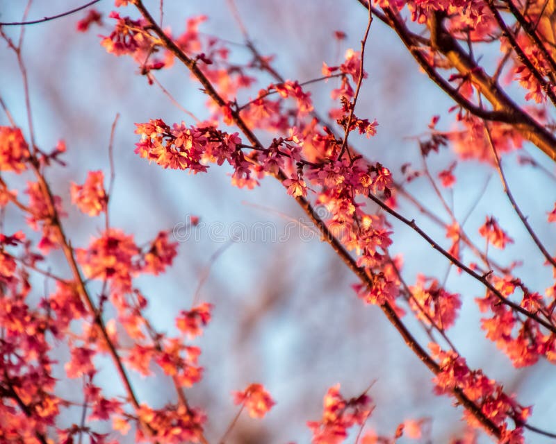 Branches of Beautiful Cherry Blossoms during Early Spring Bloom Season