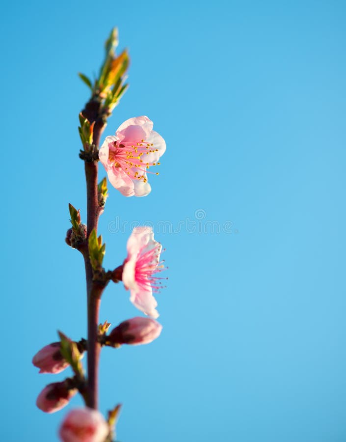 Branches with beautiful pink flowers (Peach) against the blue sky. Selective Focus. Peach blossom in the sunny day.