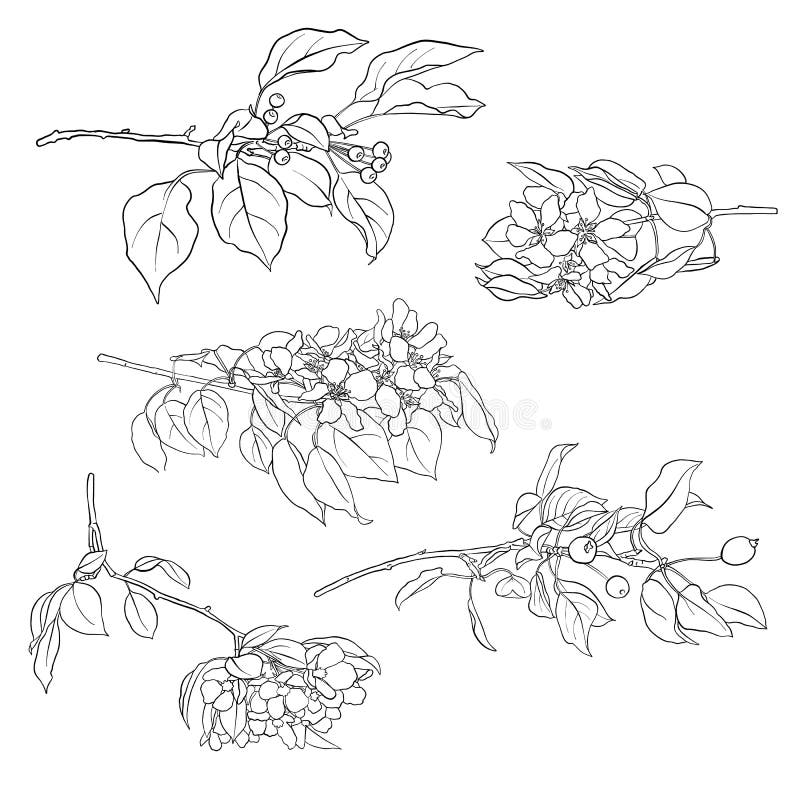 Branches of blooming apple tree stock illustration