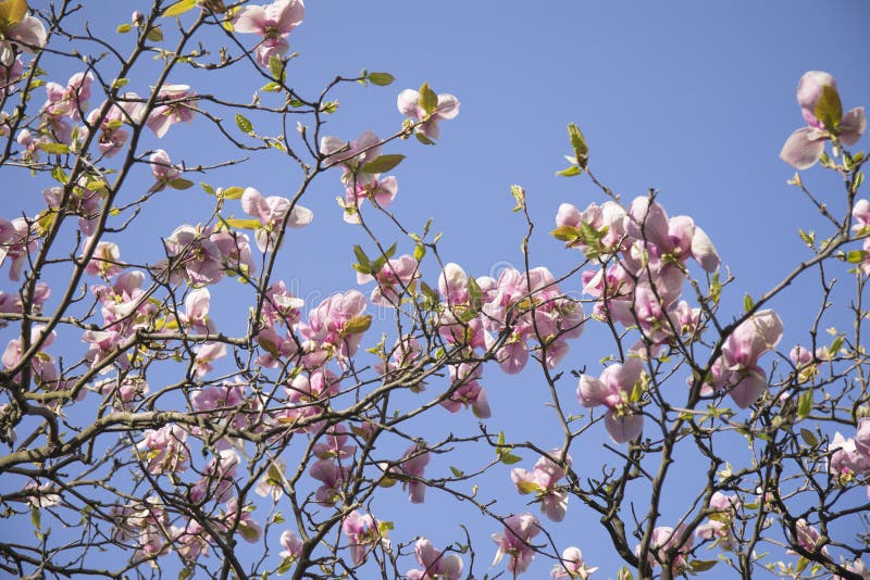 Branches of a blooming magnolia tree against a blue sky in park, natural, nature, pink, spring, beautiful, blossom, delicate, flora, flower, garden, petal, vivid, buds, horticulture, leaves, ornamental, white, purple, background, botany, season, flowers, beauty, blossoms, closeups, details, freshness, image, outdoors, petals, plants, sensuality, sun, sunlight