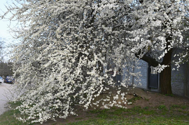 Branches of a blossoming cherry. Greeting cards with copy space. the onset of spring. Blooming tree stock images