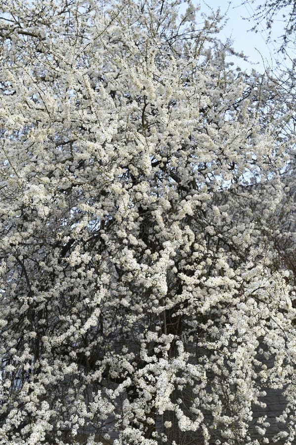 Branches of a blossoming cherry. Greeting cards with copy space. the onset of spring. Blooming tree stock photography