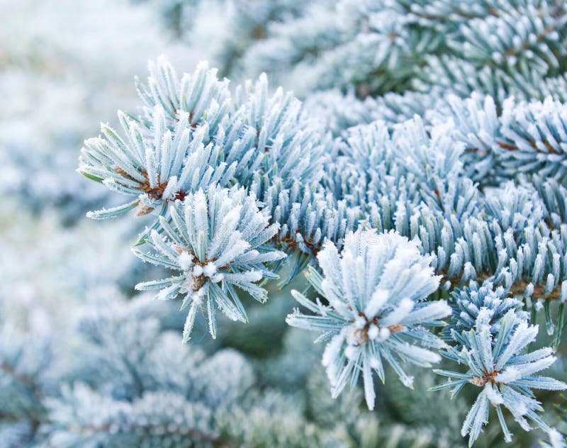 Branches of blue spruce