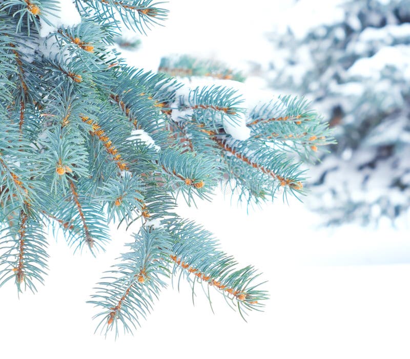 Branches of blue spruce