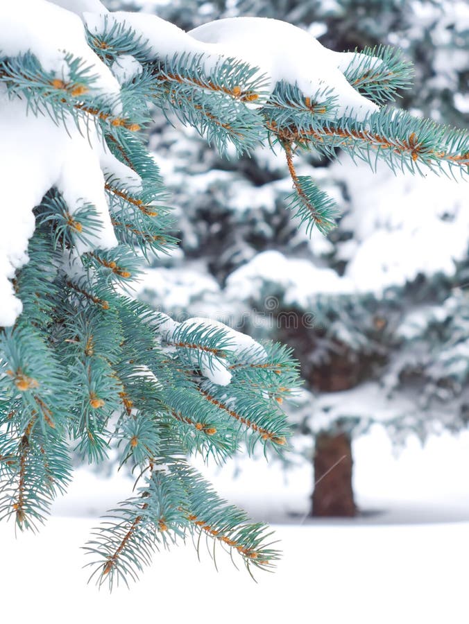 Branches of blue spruce