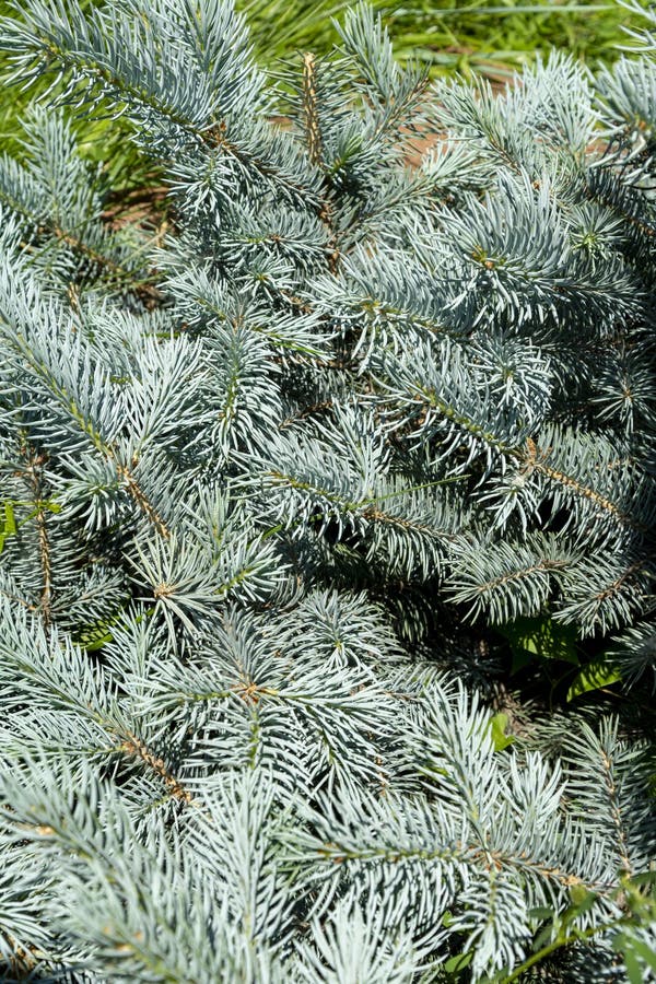 Branches of blue spruce stock photo. Image of environment 192051476