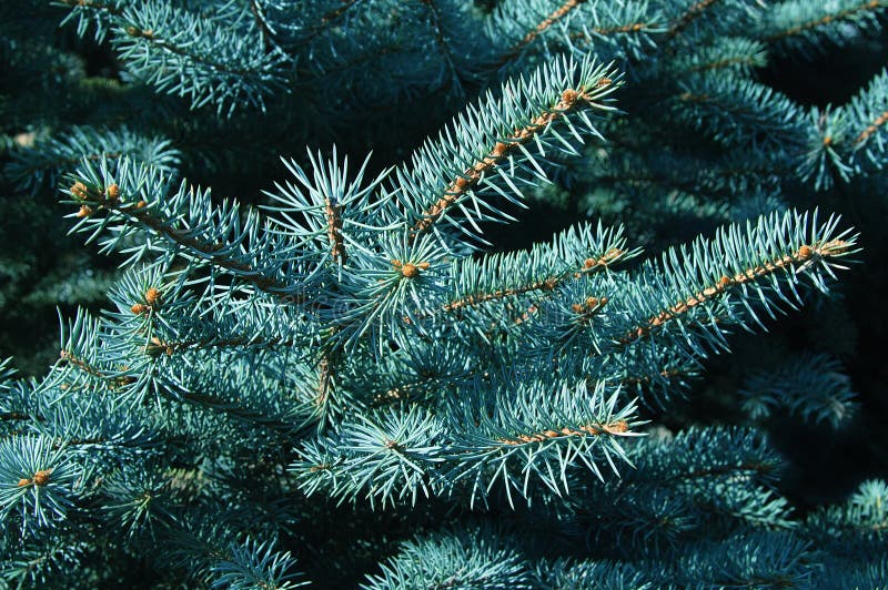 The Branches of Blue Spruce. Stock Image Image of flora, environment