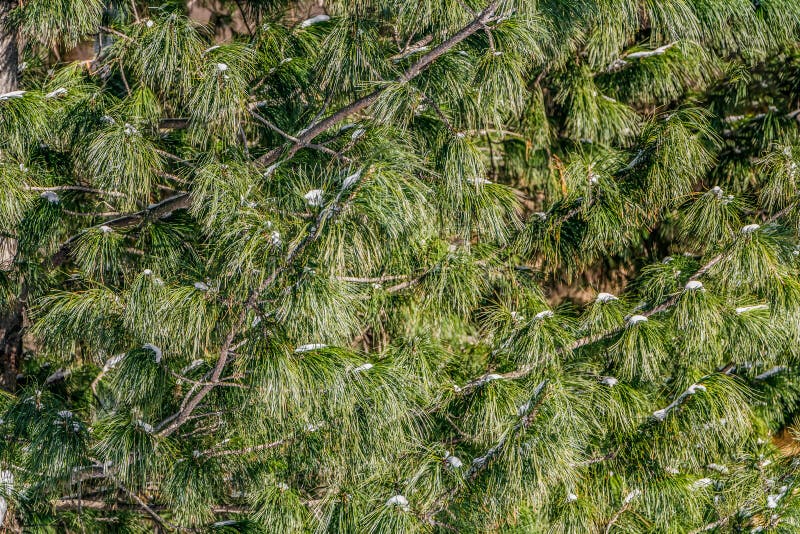 The branches with bright green needles of a young beautiful cedar tree with white snow in winter royalty free stock image