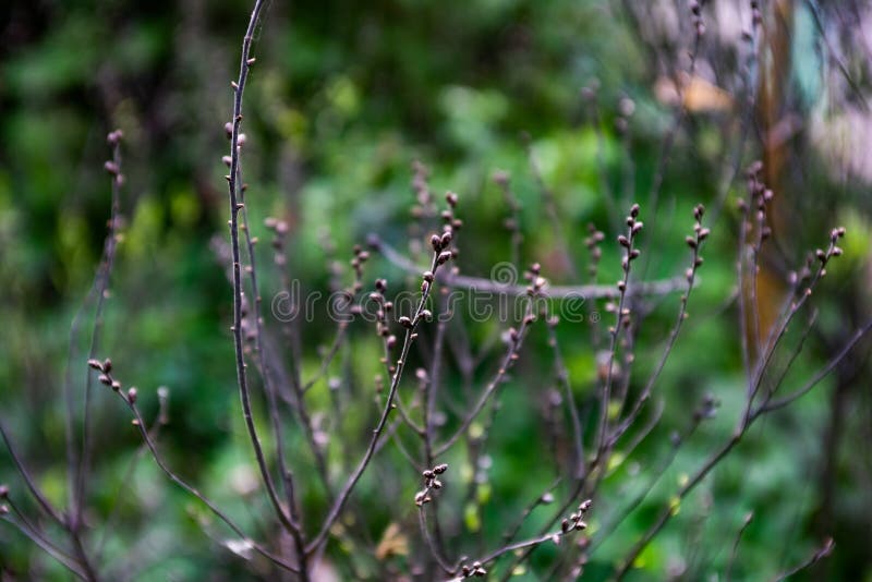 Branches of a bush Myrica tomentosa is close