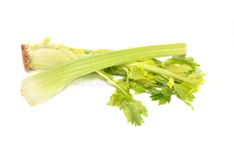 Branches of a celery with leaves