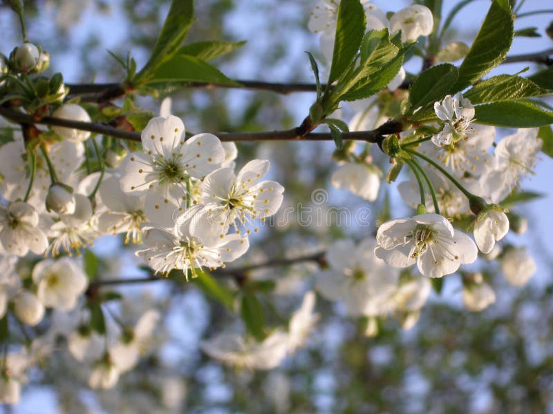 Branches of Cherry Blossoms. Stock Image Image of bush, flora 124274789