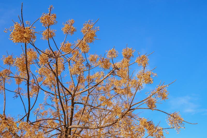 Branches of Chinaberry tree with yellow clusters of fruit. Melia azedarach royalty free stock photos