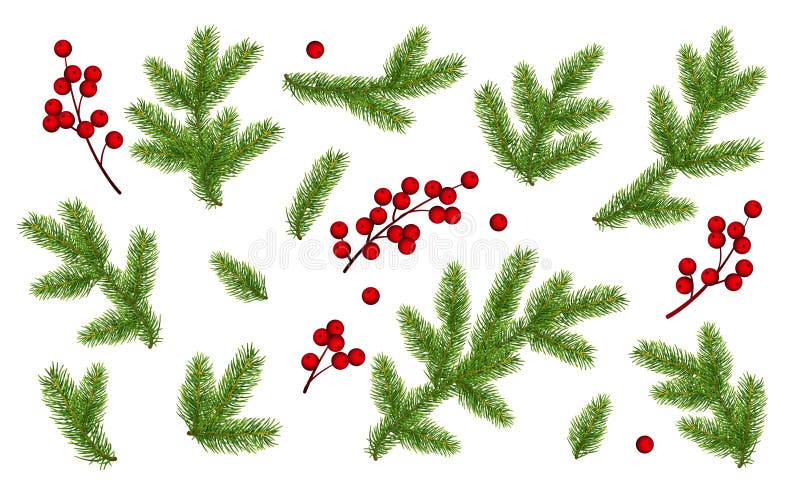 Branches Of Christmas Tree And Bunch Of Holly Berries. Set