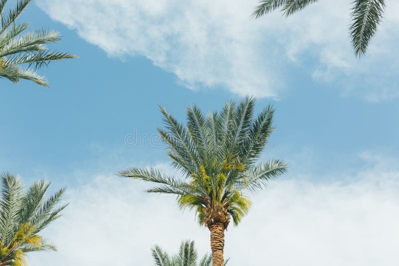 Branches of coconut palms under blue sky royalty free stock photos Branches of coconut palms under blue sky royalty free stock photos