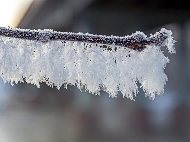 Branches covered with frost in winter in the southern Urals, macro stock images Branches covered with frost in winter in the southern Urals, macro stock images