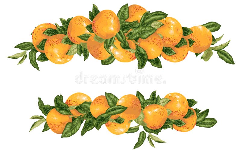 Branches d'agrume de pamplemousse d'elementwith de décor de titre de vecteur dans l'illustration réaliste de conception graphique illustration stock Branches d'agrume de pamplemousse d'elementwith de décor de titre de vecteur dans l'illustration réaliste de conception graphique illustration stock