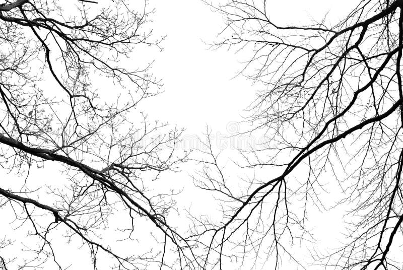 Branches D Arbre Sans Feuilles Sur Un Fond Blanc Pale Photo Stock Image Du Brume Imagination Branches D Arbre Sans Feuilles Sur Un Fond Blanc Pale Photo Stock Image Du Brume Imagination