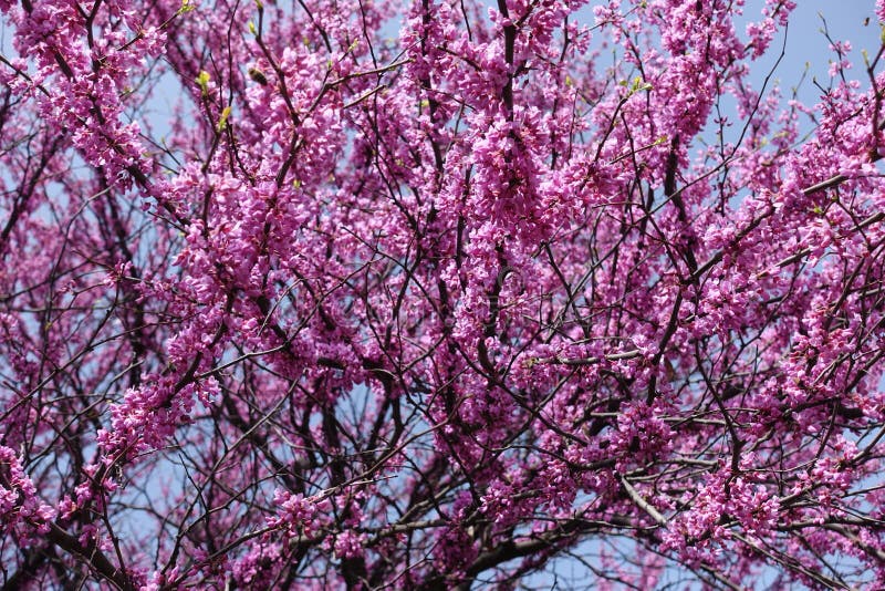 Branches de canadensis de cercis en pleine floraison image libre de droits Branches de canadensis de cercis en pleine floraison image libre de droits