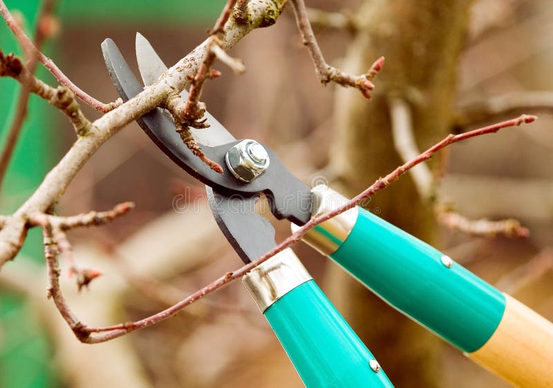 Élagage des arbres fruitiers. Ciseaux de jardin. Couper des branches  d'arbre avec une paire de ciseaux de jardin est une tâche courante pour un  jardinier Photo Stock - Alamy