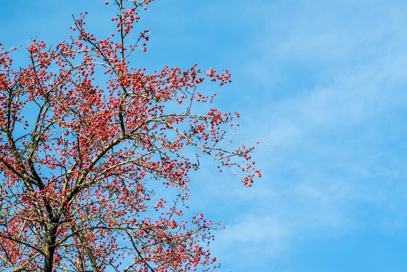 Branches de la pomme sauvage sibérienne contre le ciel bleu le jour ensoleillé image libre de droits Branches de la pomme sauvage sibérienne contre le ciel bleu le jour ensoleillé image libre de droits
