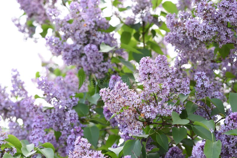 Branches de lilas de floraison, Syringa vulgaris photographie stock Branches de lilas de floraison, Syringa vulgaris photographie stock