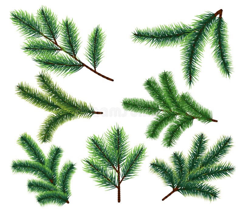 Branches de pin Branche d'arbre de sapin de Noël Éléments de decorarion de Noël de vecteur