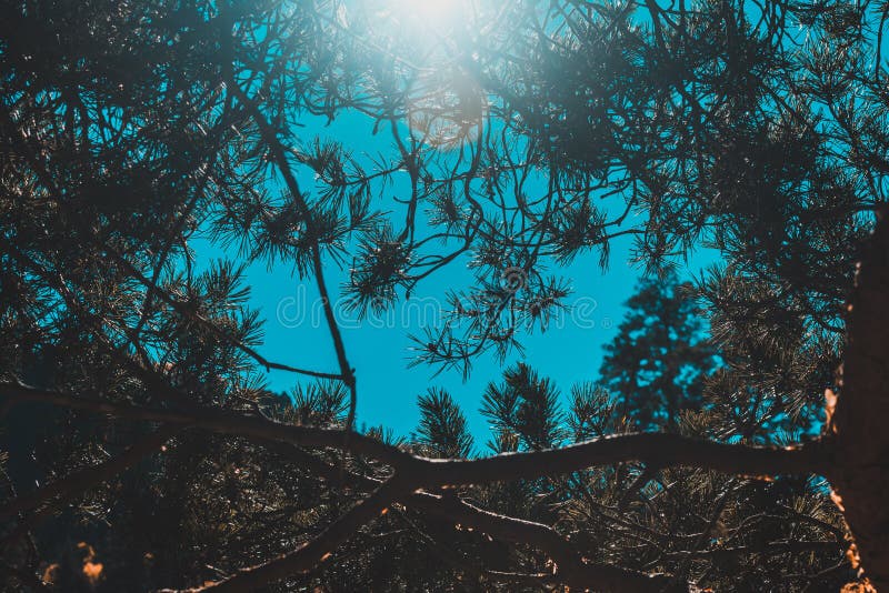 Branches de pin contre le ciel bleu, rayons du soleil photo stock Branches de pin contre le ciel bleu, rayons du soleil photo stock