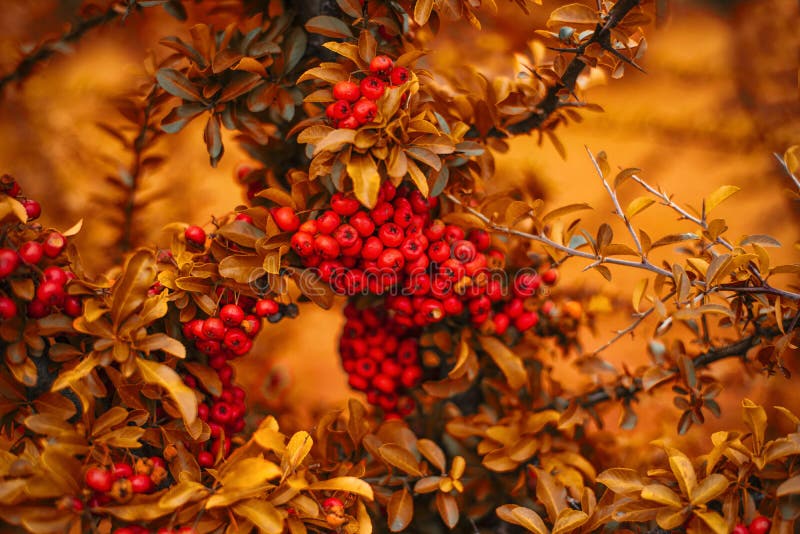 Branches de sorbe d'Utumn avec le fond jaune d'automne de feuilles avec les branches lumineuses Autumn Berries Fond lumineux d'au photos stock Branches de sorbe d'Utumn avec le fond jaune d'automne de feuilles avec les branches lumineuses Autumn Berries Fond lumineux d'au photos stock