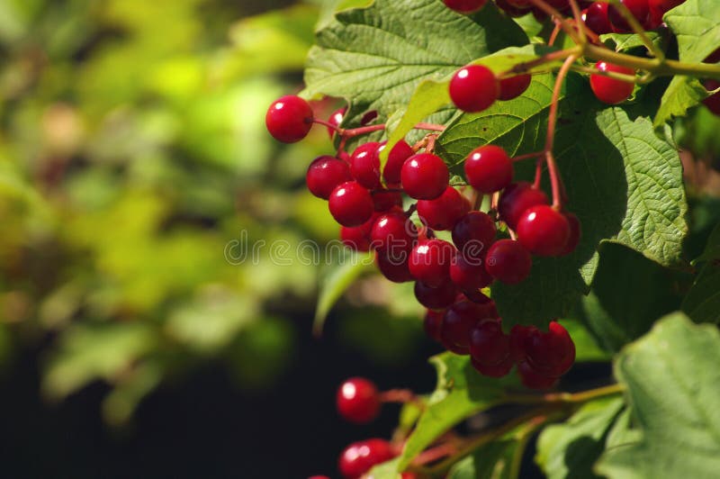  Arbuste  rouge  photo stock Image du rouge  arbuste  30619764