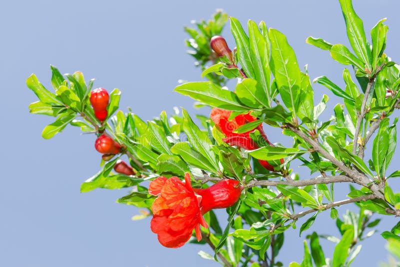 Branches des fleurs rouges ensoleillées de grenade de blossomin de ressort photographie stock libre de droits Branches des fleurs rouges ensoleillées de grenade de blossomin de ressort photographie stock libre de droits