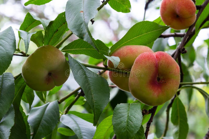 Branches with Donut Peaches and Green Leaves. Peach Tree Stock Image