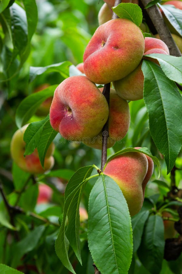 Branches with Donut Peaches and Green Leaves. Peach Tree Stock Image