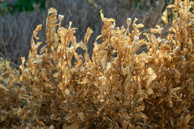 325 Dying Shrub Stock Photos Free & RoyaltyFree Stock Photos from