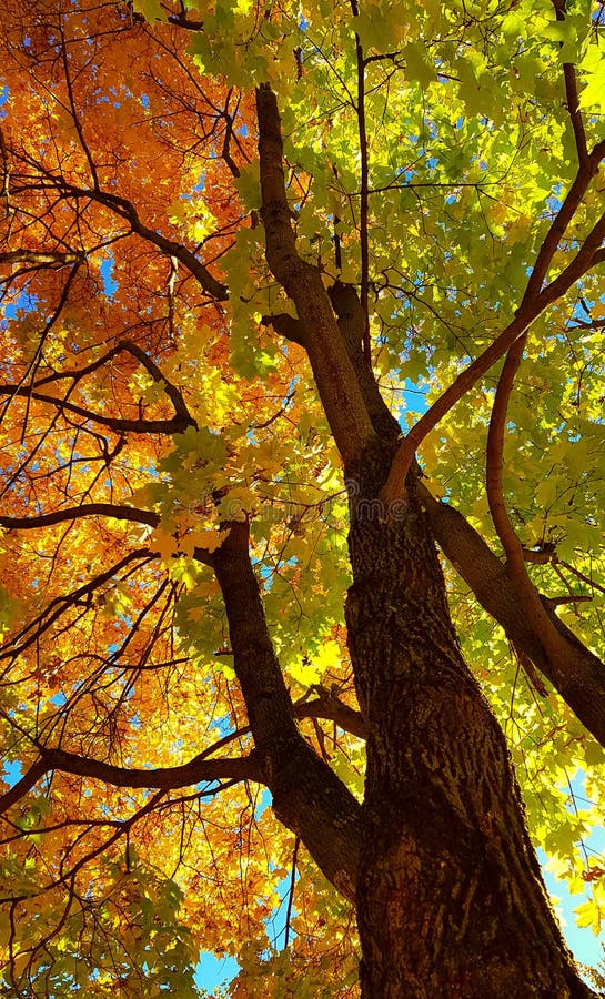 Branches et tronc avec les feuilles jaunes et vertes lumineuses de l'arbre d'érable d'automne sur le fond de ciel bleu Vue inféri photographie stock Branches et tronc avec les feuilles jaunes et vertes lumineuses de l'arbre d'érable d'automne sur le fond de ciel bleu Vue inféri photographie stock