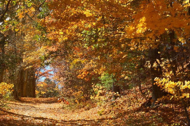 Branches of fall foliage form a tunnel, Mansfield Hollow, Connecticut.