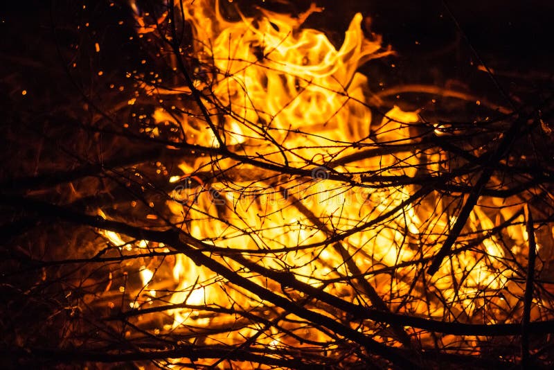 Branches in the fire