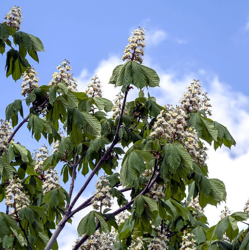 Branches of a Flowering Chestnut Tree Stock Image Image of garden