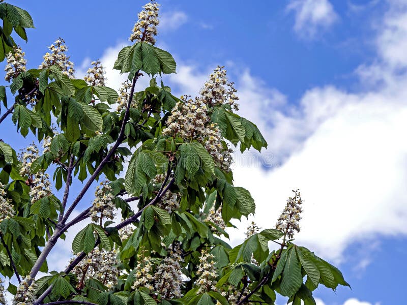 Branches of a Flowering Chestnut Tree Stock Photo Image of flora