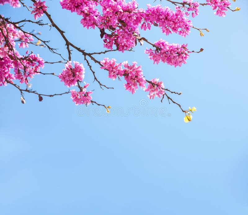 Branches with fresh pink flowers in the morning sunlight against the blue sky. Judas tree