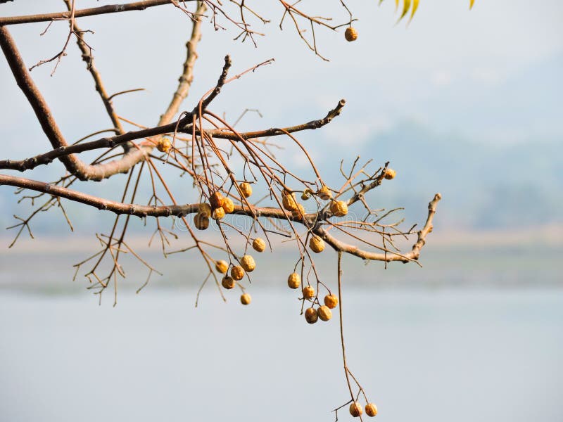 The branches and fruit of a Chinaberry tree royalty free stock photo