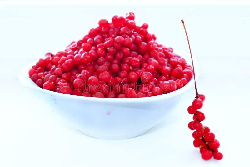 Branches and full plate of red ripe schisandra