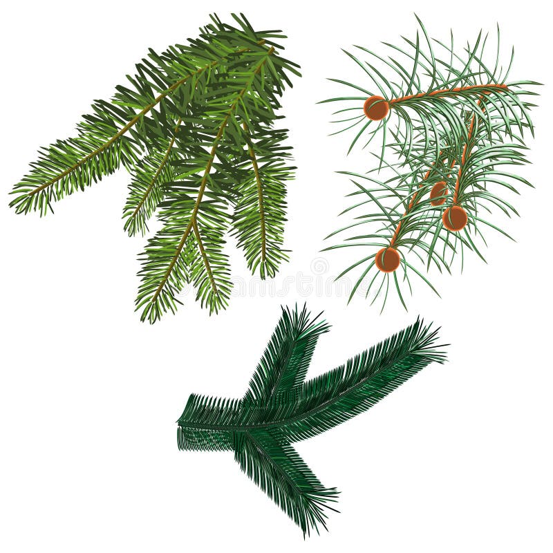 Large Set Different Green Pine Branches Isolated Christmas Decor Green  Stock Vector by ©fosonya 204387652
