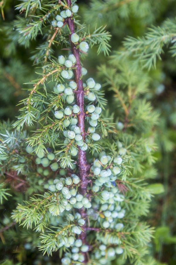 Branches with Green Juniper Berries and Needle, Juniperus Communis
