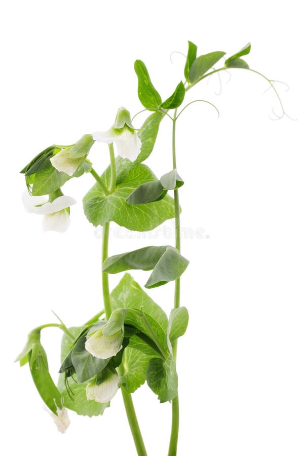 Branches of green pea