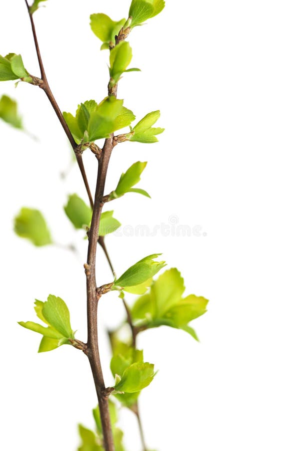 Branches with green spring leaves