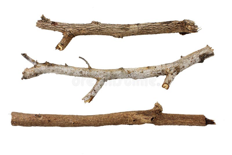 Twigs stock photo. Image of wooden, plant, brown, tree - 18966122