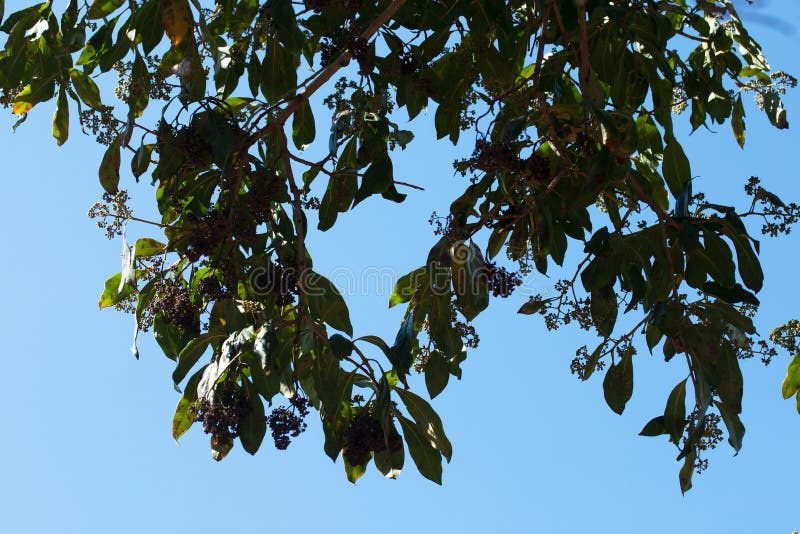 BRANCHES of LAVENDER TREE with TYPICAL DROOPING LEAVES and SMALL