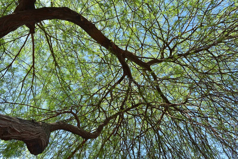 Branches and leaves of desert shade tree against the blue sky in Yuma, Arizona, USA
